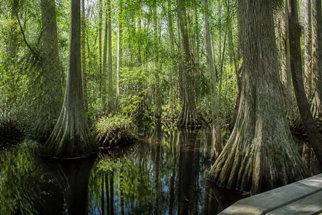 Preserved cypress trees rising from still water beside a quiet Broward boardwalk