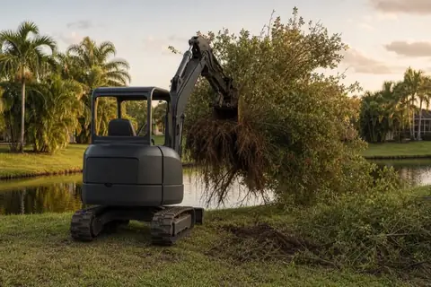 Mini excavator lifting a Brazilian pepper clump from a Coral Springs residential canal bank while native cabbage palms and the mowed bank remain protected