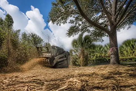 Compact track mulcher processing a melaleuca and Brazilian pepper thicket beside a flagged live oak at the western edge of a Coral Springs parcel