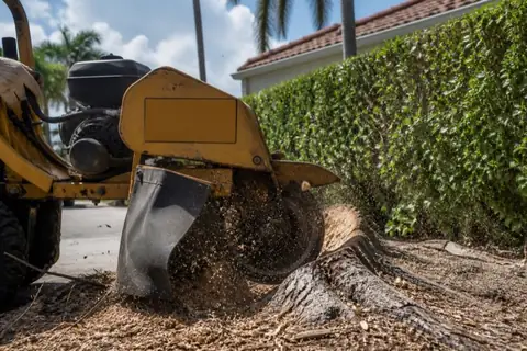 Stump grinder cutting a large ficus stump beside a Coral Springs driveway with the nearby hedge and tiled-roof home protected from the chip spray